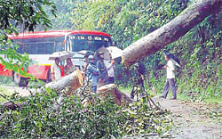 The Subramanya - Sullia road was closed for a few hours after a tree uprooted at Kallaje near Subramanya on Thursday. DH pHOTO