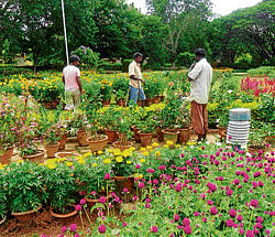 The workers at BEML, Kolar Gold Fields, gear up for the flower show at its premises as a part of Independence Day. dh photo