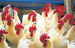 Drought: Prices of chicken slashed!