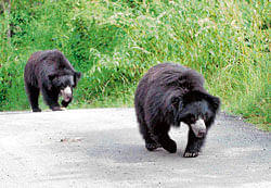BBP sloth bears to undergo elaborate medical test