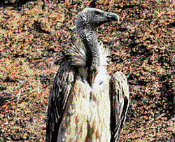 The long-billed vulture at Ramadevarabetta. Photo by  P Manjunath