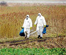Dangerous: Soldiers carrying remains of dead birds in Germany. The subtype of bird flu, H5N1, has since spread across Asia and Africa. File photo