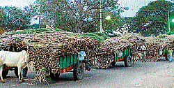 Bullock carts loaded with sugarcane standing in front of Mysugar factory in Mandya. dh photo