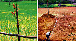 Transformation: Isloors  beautiful green paddy fields are being converted into residential plots. (Photos by the author)