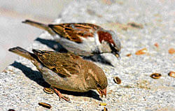 Chirpy: House sparrows have become rare to spot in Delhi.