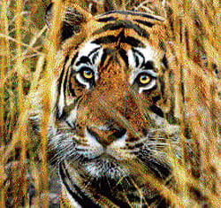 No need for tourism revenue to protect tigers: Forest dept