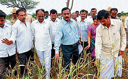 Central team officials K Manoharan and Santhanu Biswas examine dried maize crop at Badanaguppe village of Chamarajanagar. MLA C Puttannashetty, zilla panchayat president K rajeshwari and others are seen. dh photo