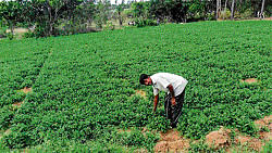 Short-term crops such as coriander have become popular among farmers struggling due to the poor rainfall in  Mulbagal taluk. DH Photo
