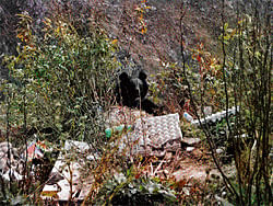 FORAGING (Clockwise from top left) Typical garbage dump with plastic, paper, glass, and metal waste going all the way down to the valley; male Himalayan black bear entering the dump and looking for food; female Himalayan black bear and cub digging through the debris for food. (photos courtesy: Aditya Joshi)