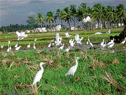 CAUSING A FLUTTER Hundreds of egrets descend on fields in Hirekuravatthi in Bellary district. (Photos by the author)