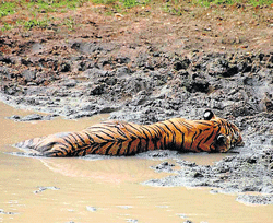 hurt: The man-eater was found with injuries at a waterhole by the Forest department staff on patrol in May 2012.  courtesy: Karnataka forest department
