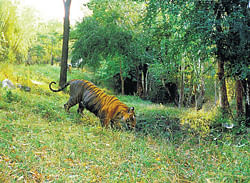 displaced: Fragmentation of home ranges due to human intrusion affects tigers, like the case of the man-eater which killed a woman at HD&#8200;Kote on Sunday.