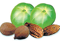 Triphala holds out hope on cancer