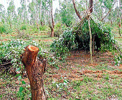 Trees from mangrove forest have been chopped and illegally transported at Nagarahalli near Chikmagalur. (Right) Temporary huts have been constructed at mangrove forest at Nagarahalli in Chikmagalur. dh photo