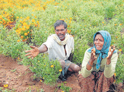 A farmer couple crying over their damaged marigold crops.