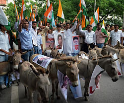 Bihar Youth Congress activists holding donkey rally to protest against MNS chief Raj Thackeray in Patna on Monday. PTI