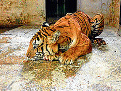 The wounded tiger at the Zoo in Mysore. DH Photo