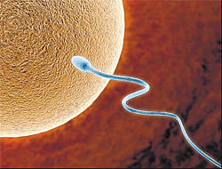 Missing protein cause of male infertility