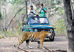 Centre Seeks 20 Pc Core Area For Tiger Tourism