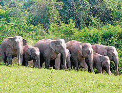 A herd of wild elephants spotted at Kalgane village, Sakaleshpur taluk, in Hassan on Saturday. dh photo by Janekere R Paramesh