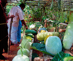 'Try consuming little known veg / fruits grown in rural areas'