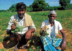 Farmers of Doddabandahalli, Mulbagal taluk, show the reduced yield of groundnuts. dh photo