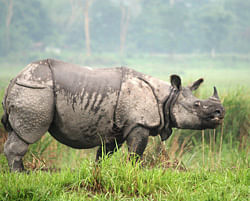 A one-horned rhino stands guard against potential intruders in their main home in Kaziranga National Park. This majestic animal was once found across much of northern India but is now confined only to a few protected areas. IANS