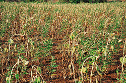 Parched: Sunflower and tur crops have dried up at Amarapura village in Bellary taluk, due to lack of rain DH photo