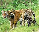 SC lifts ban on tourism in core tiger reserve areas