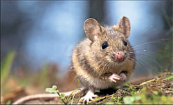 Super-hero mice to sniff out explosives