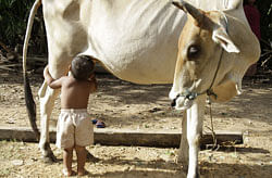 Cows' milk protects against HIV