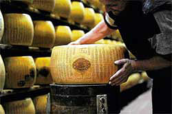 Eating cheese may harm a man's fertility: study