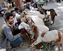Sheep and goats on sale for Bakrid at Chamarajpet on Friday. DH photo