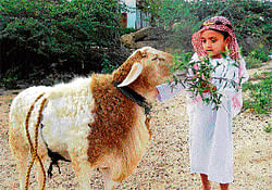 in readiness: A boy feeds a sheep in a ward of Bagepalli town on Friday, the eve of Bakrid. (Right) Special namaz (prayers) will be organised for Bakrid on Saturday on the premises of the Idga-E-Haidari at Alipur in Gauribidanur taluk. dh photos