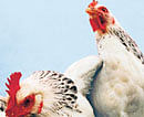 Bird flu hits poultry sale near City