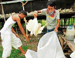 Kill joy: Measure comes in the wake of avian flu outbreak.