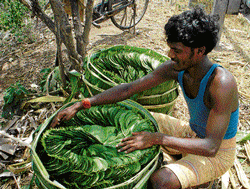 No cash crop A farmer packs betel leaves at a farm in Bhanuvalli in Davangere. DH photo