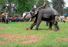 pachyderm sport An elephant plays  a game of football at the Dubare Elephant camp near Kushalnagar. DH file photo