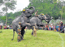 Elephants Shivagange and Ranjan greeting the visitors, at Dubare elephant camp, as a part of elephant festival on Tuesday. DH photo