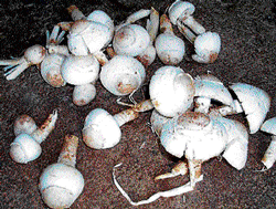 Different varieties of mushrooms found in Srinivaspur.&#8200;Dh photos