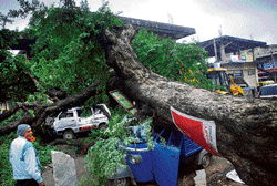 Nilam wrath: Vehicles that were damaged when a huge tree fell on them on Shadi Mahal Road in Tumkur, on Thursday.