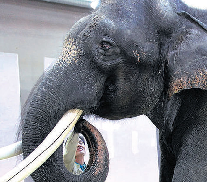 Sri Lanka has recorded the highest number of elephant deaths in the world due to the human-elephant conflict.