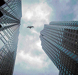 Confused in the sky A bird navigates between two high-rise buildings in the financial district of Toronto.(Ian Williams/ NYT)