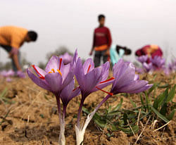 Saffron flowers in bloom in the Kashmir Valley. IANS