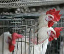 Flu scare-rattled poultry industry reassures consumers