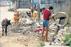 Adding to the mess: A boy diposes waste on Vallabai Road in Hassan even as the stray cattle feed on the same. dh photo