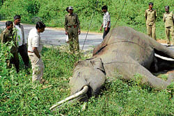 Killer power: An elephant that was found dead at DB Kuppe in Nagarhole National Park.  DH Photo