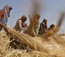 Labourers thresh paddy crop in a farm at Sanand in Gujarat October 30, 2012. REUTERS