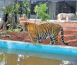 Tigers relax at the new tiger kraal that was inaugurated at Sri Chamarajendra Zoological Gardens in Mysore on Friday.&#8200;(Below)&#8200;Tigers in playful mood. dh photos