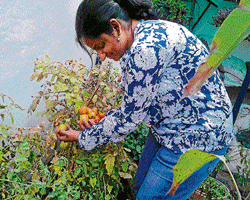Pest free: Ritu Mathur plucks tomatoes from her kitchen garden.